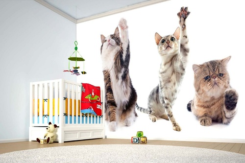 Vlies Fototapete - Spielende Katzen 375 x 250 cm